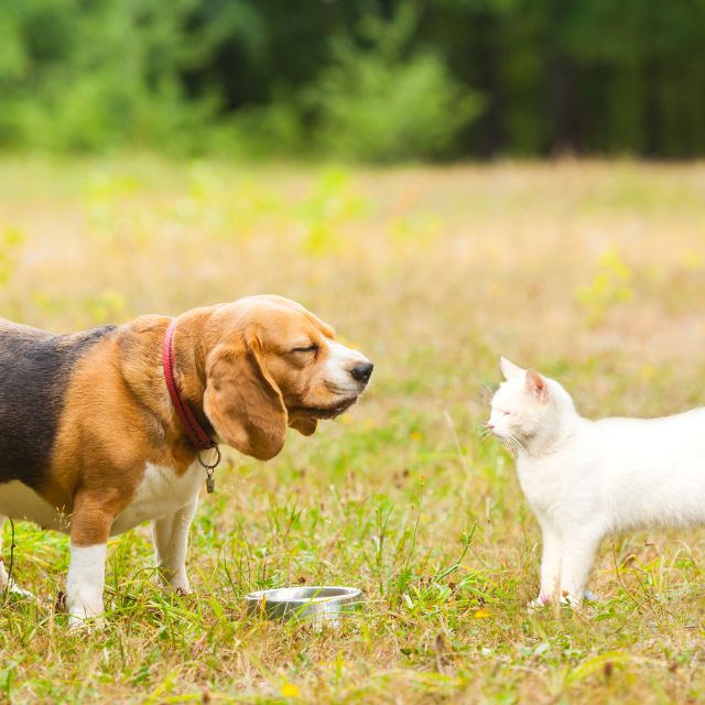 A Dog and Cat