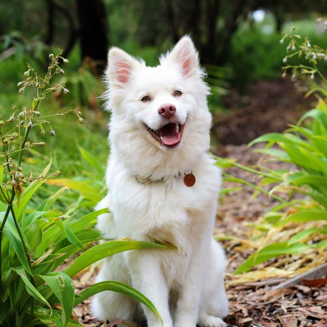 dog