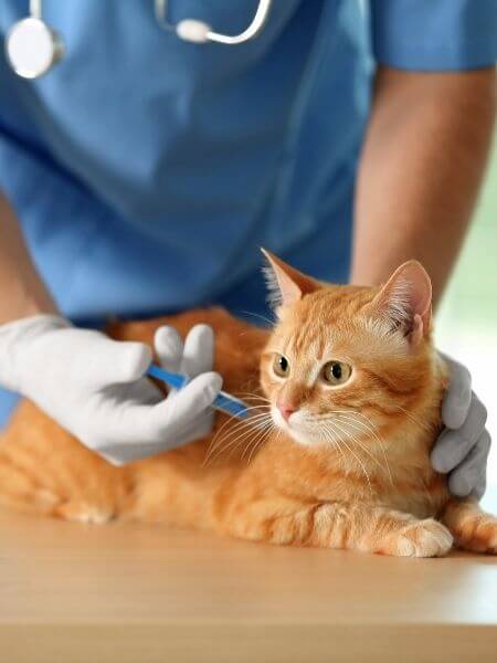 A cat getting treatment