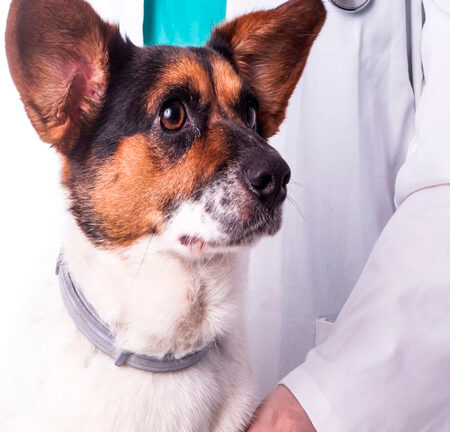 A vet examines a dog