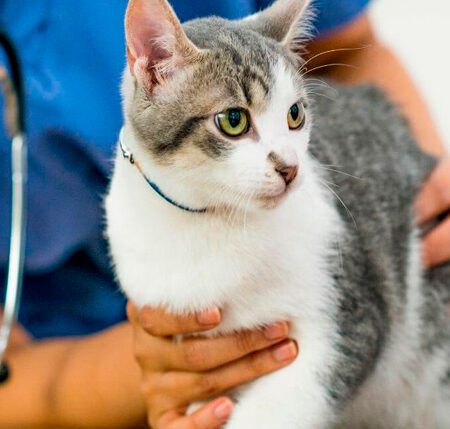 Cat Wellness exam