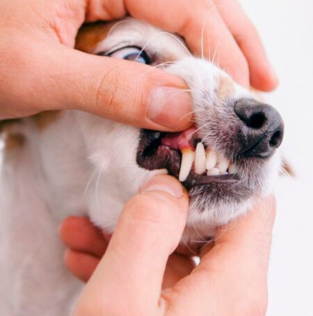 Dog Dental