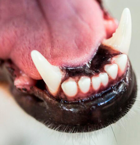 Dog Teeth