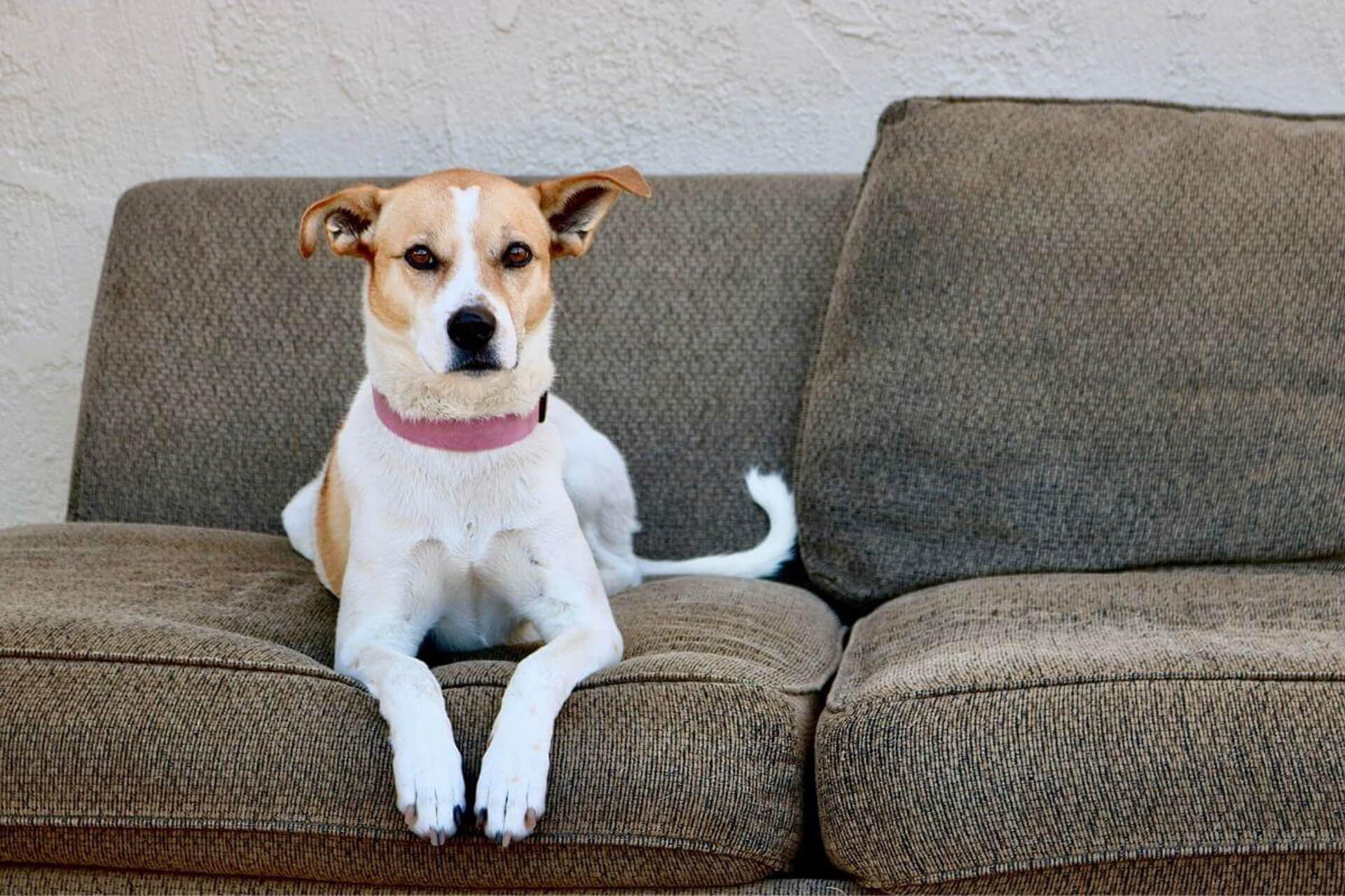 Veterinary Appointment In Bozeman, MT All West Veterinary Hospital