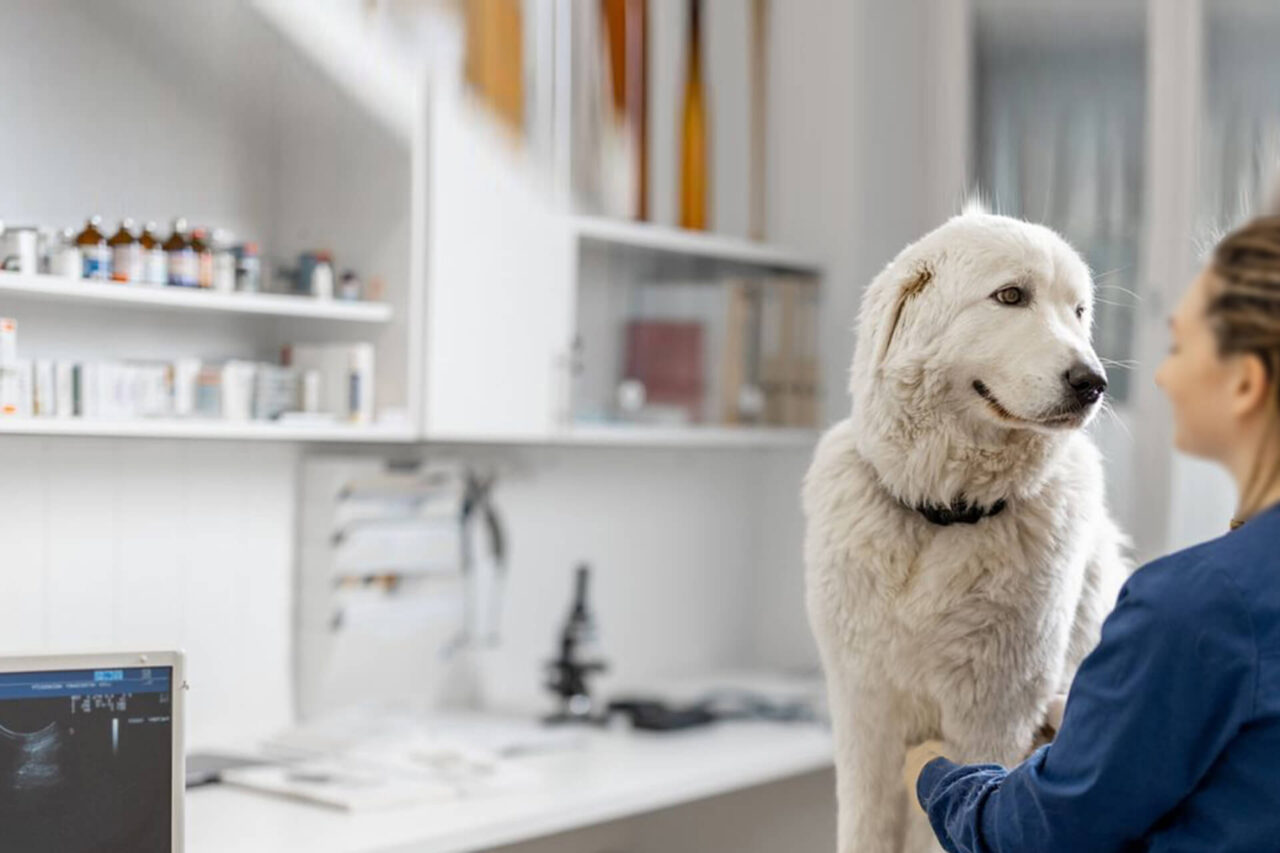 General Pet Services In Bozeman, MT All West Veterinary Hospital