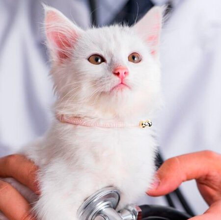 Cat Wellness exam