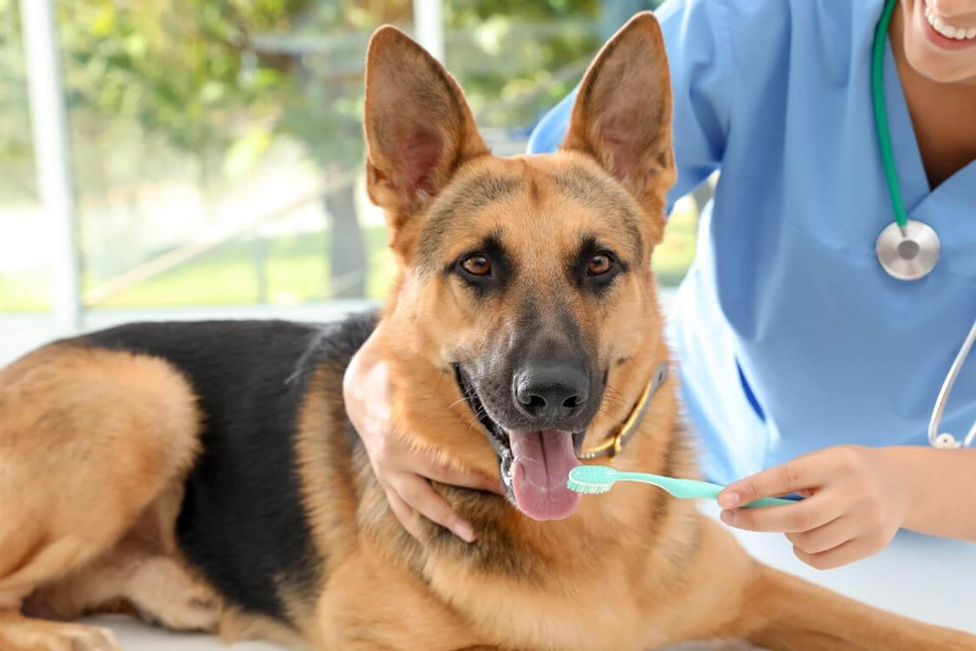 Pet Dentist In Bozeman, MT | All West Veterinary Hospital