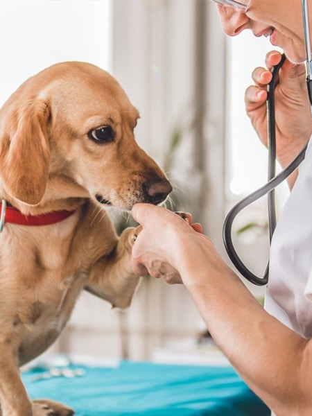 A dog one hand on vet hand