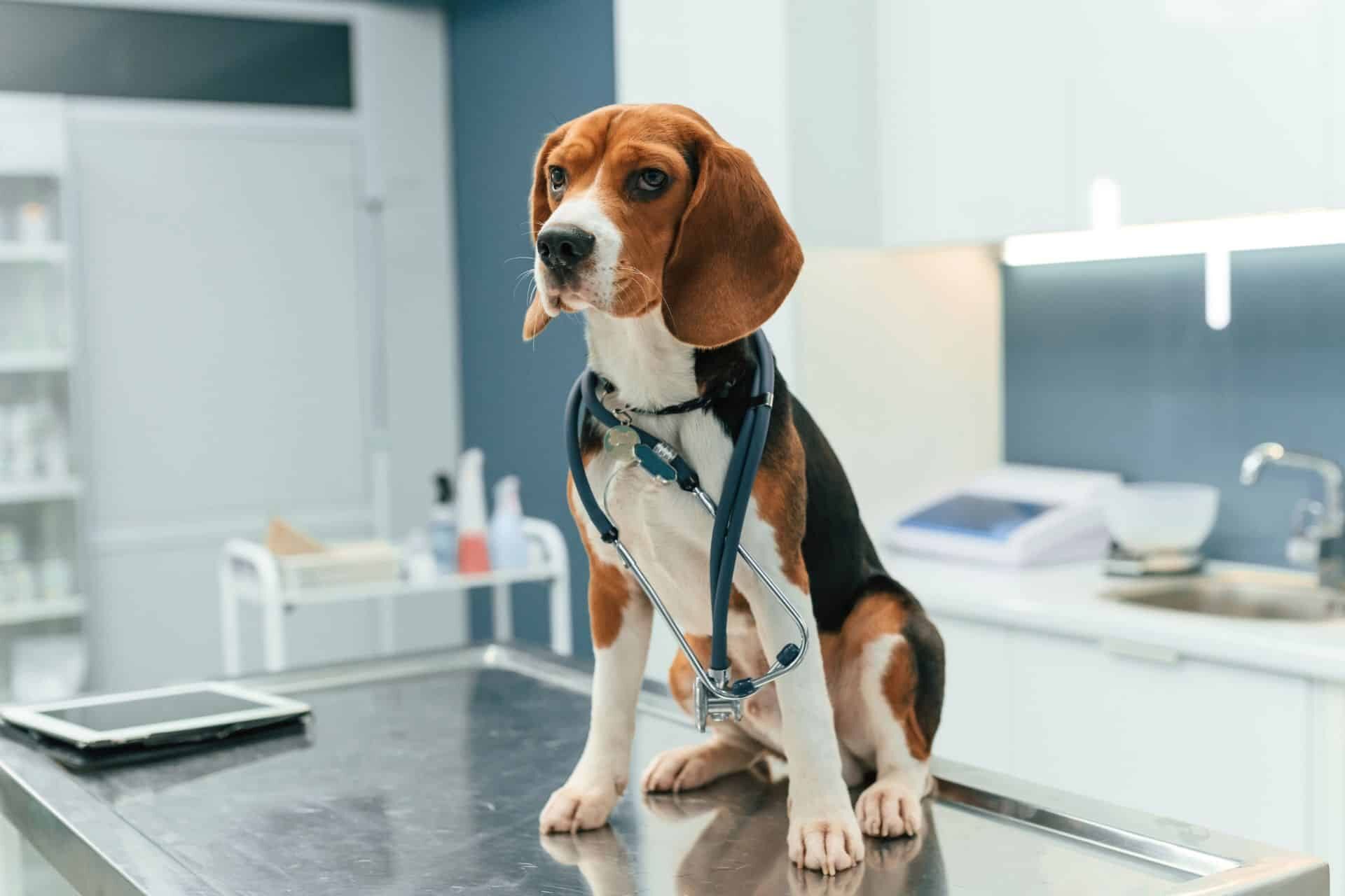 Pet Wellness exam