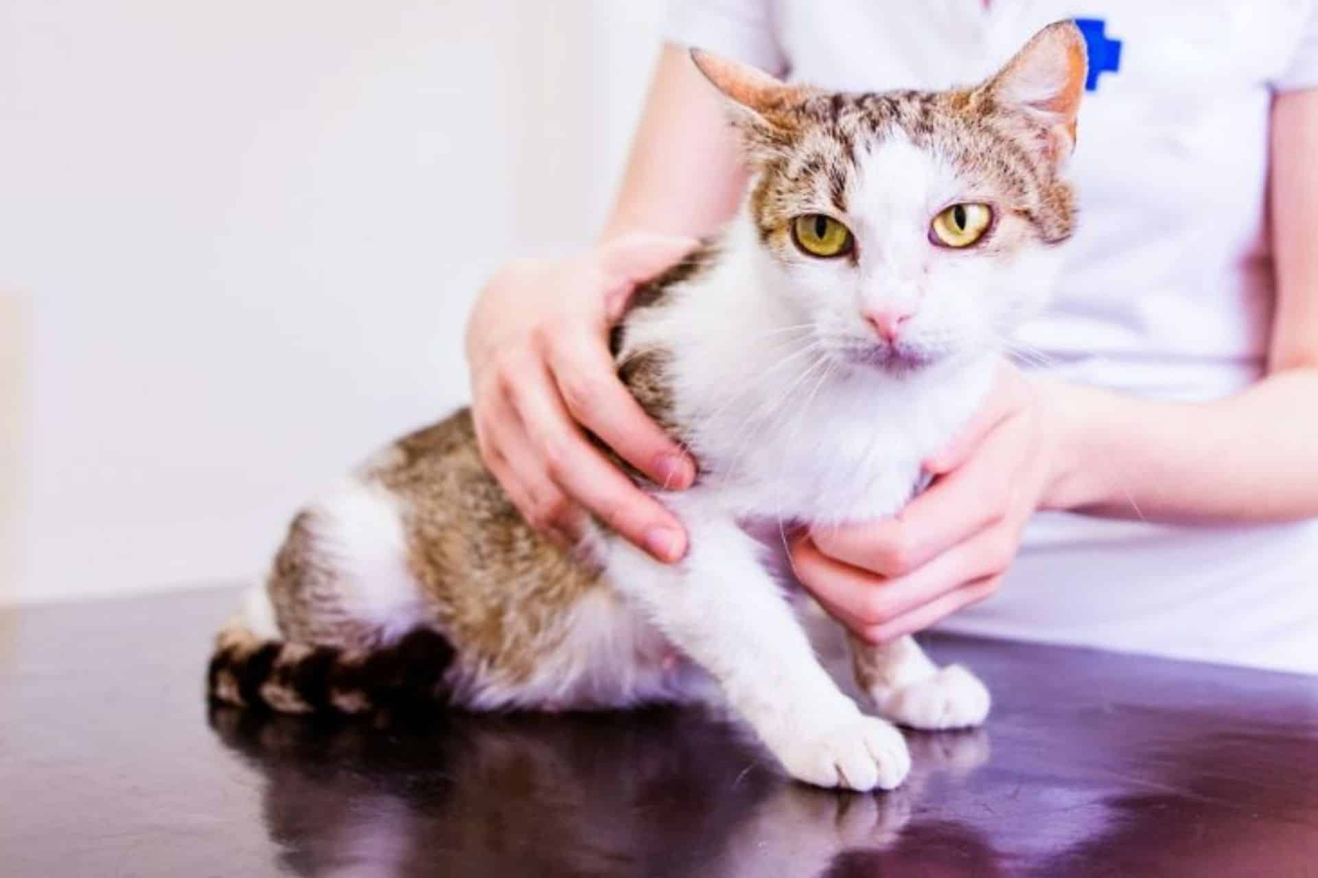 Pet Diagnostics
