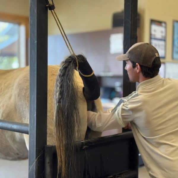 Vet treating and examining a horse