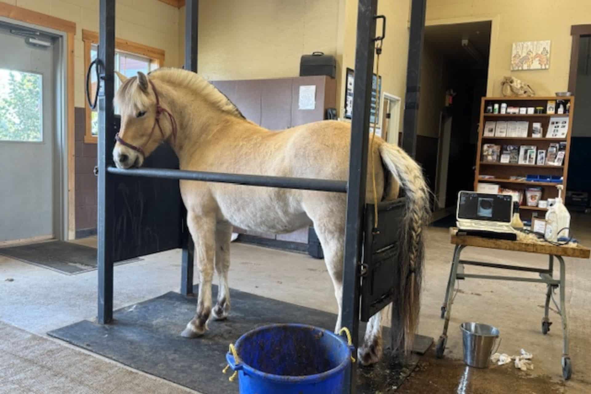 A white horse