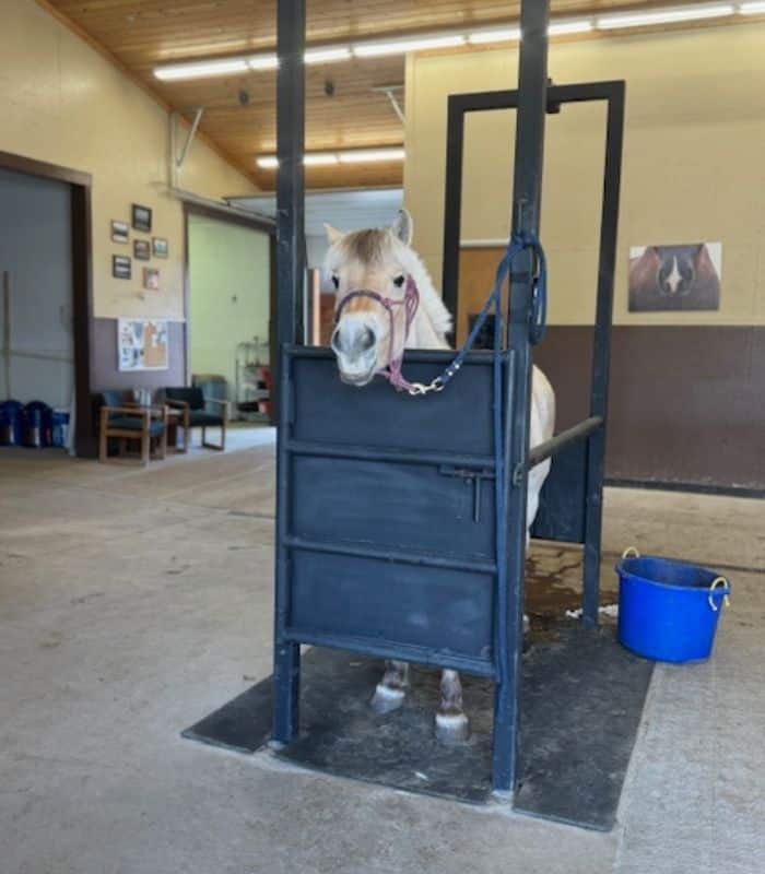 Horse under treatment