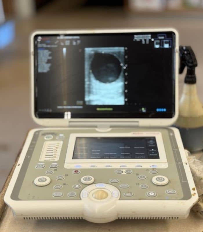 An equine ultrasound equipment